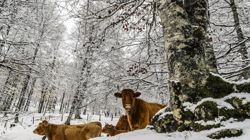Kraftigt snöfall i Asturien
